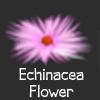 Echinacea thumb.png